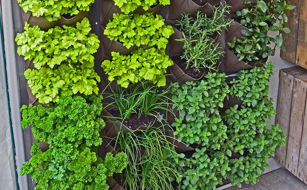 Vertical Garden Benefits
